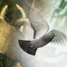 pigeon flying image